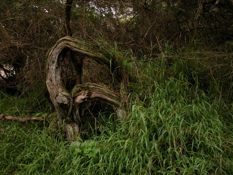 bending-tree